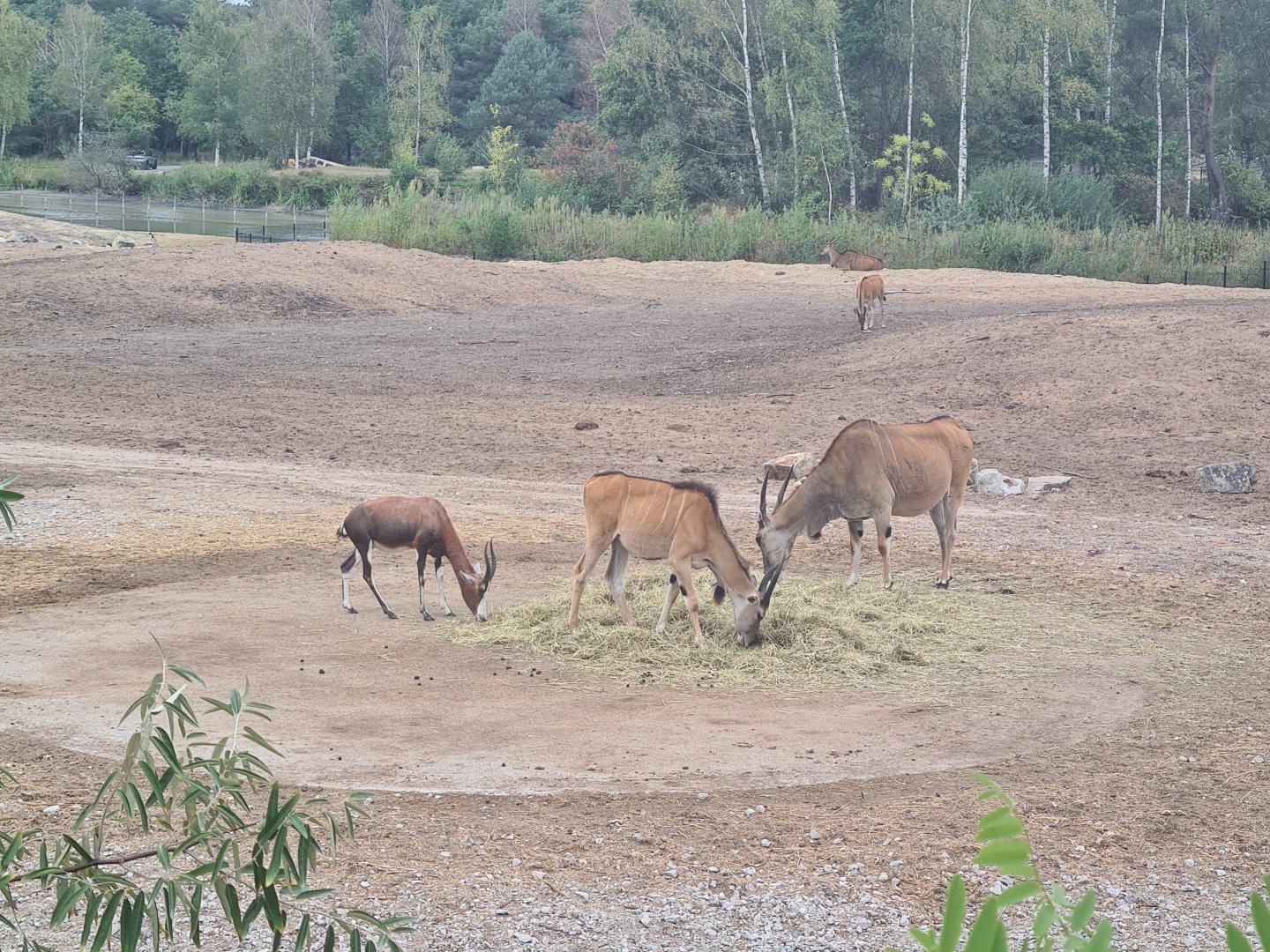 Blesbok and Common eland size difference
