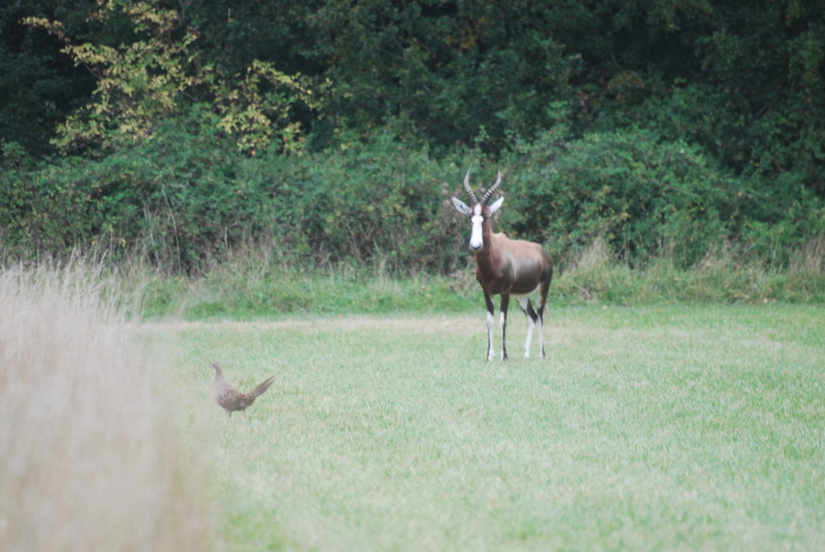 Blesbok and exotic pheasant hen at Watatunga Wildlife Reserve, 16/9/2020