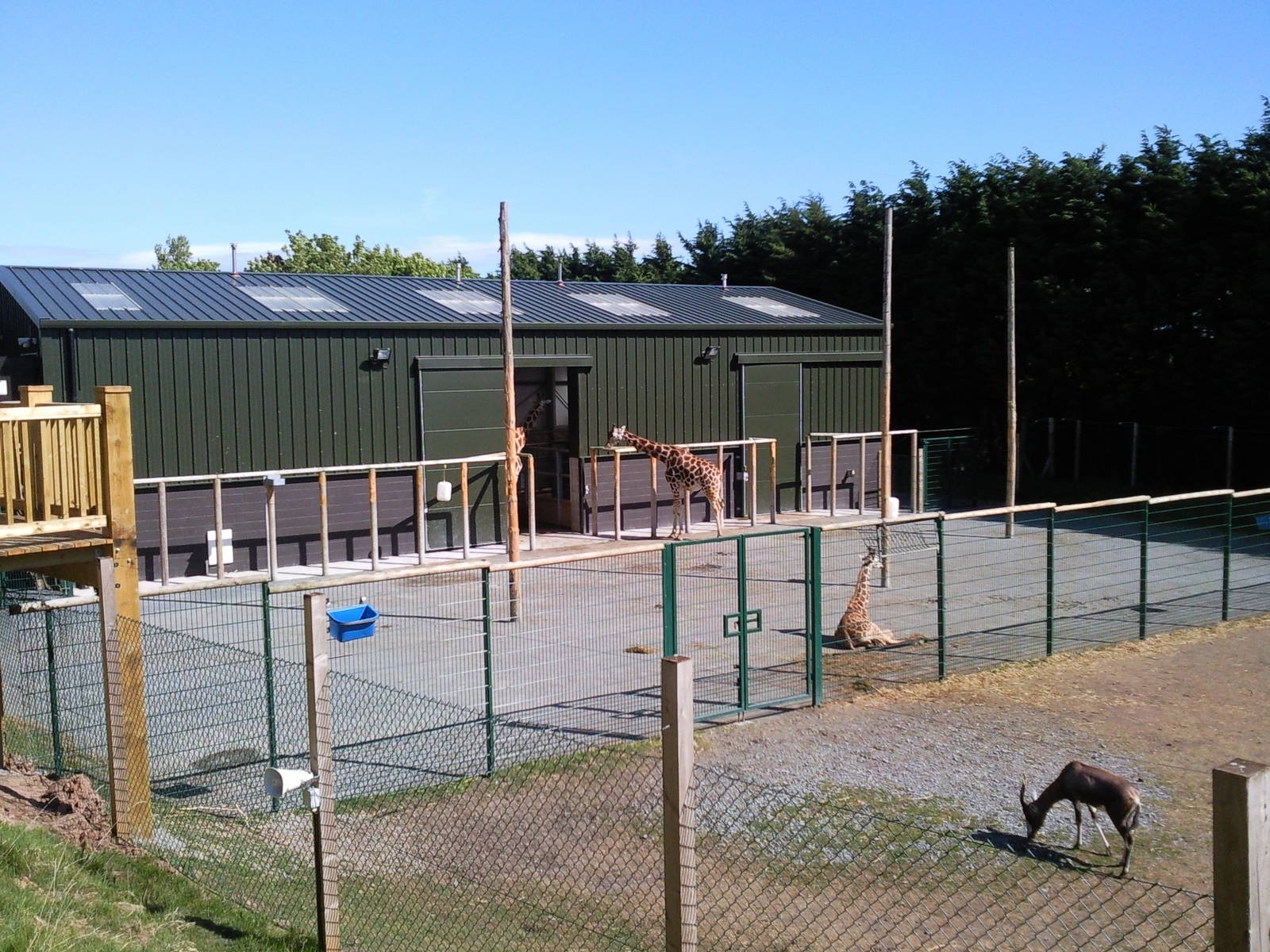 blesbok and giraffe enclosure