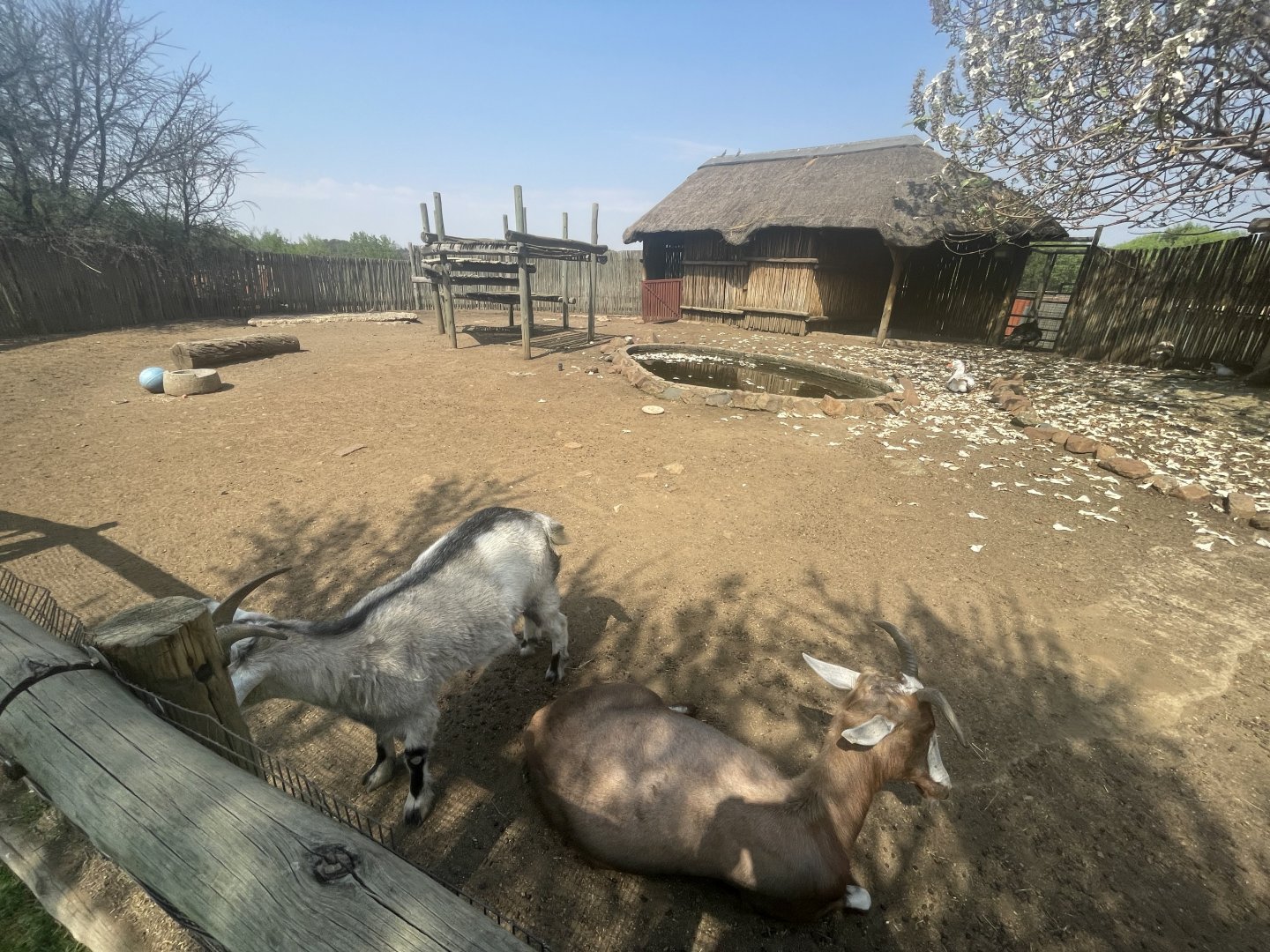 Blesbok and Goat Enclosure (Damaliscus pygargus phillipsi, Capra aegagrus hircus)