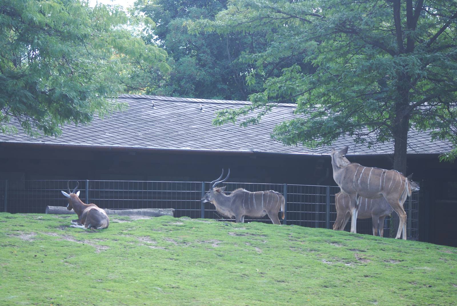 Blesbok and Greater Kudu at Berlin Zoo, 31/08/11