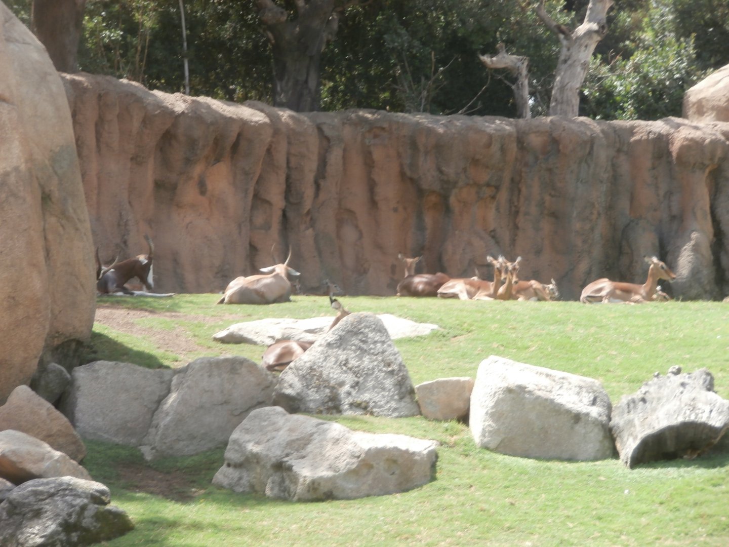 Blesbok and Impala -Bioparc Valencia (Summer 2017)