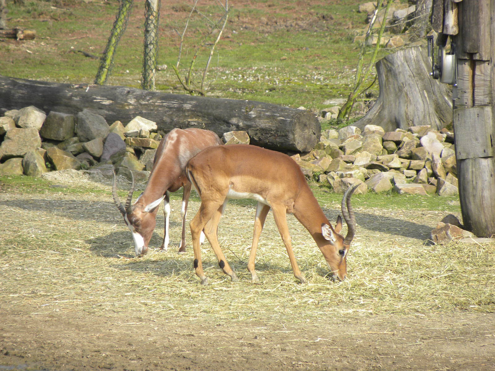blesbok and Impala