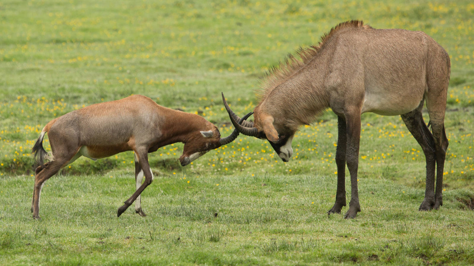 Blesbok and Roan Antelope Tag Team