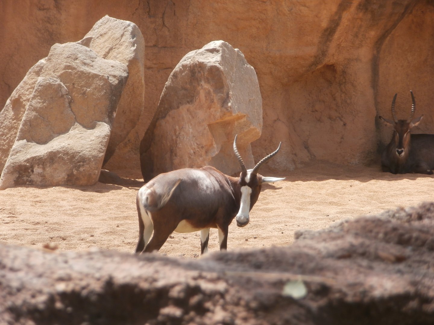 Blesbok and Waterbuck -Bioparc Valencia (Summer 2017)