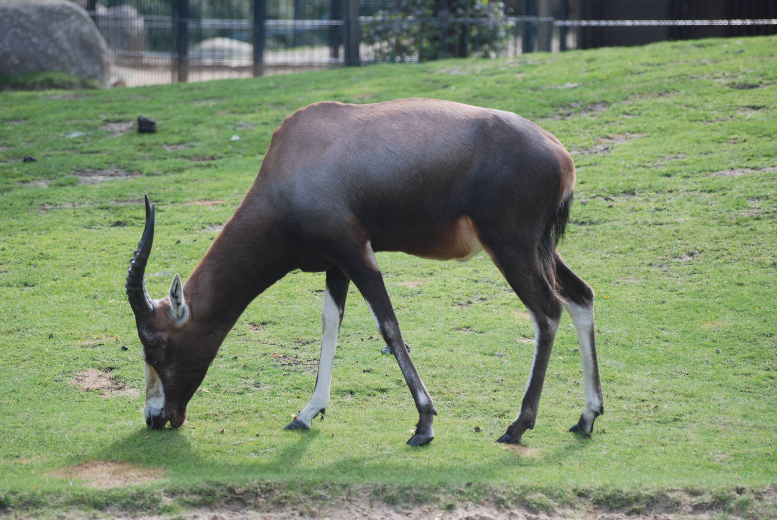 Blesbok at Berlin Zoo, 31/08/11