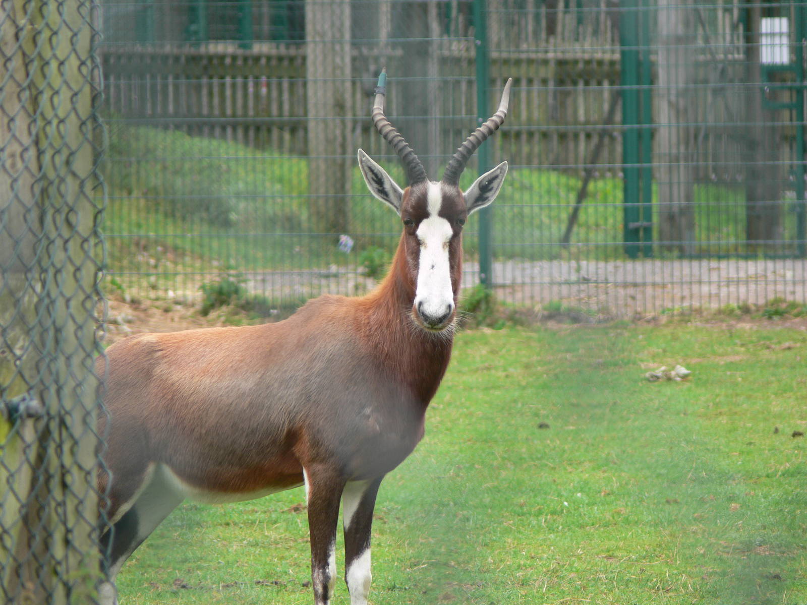 Blesbok at Blackpool Zoo, 16/08/14