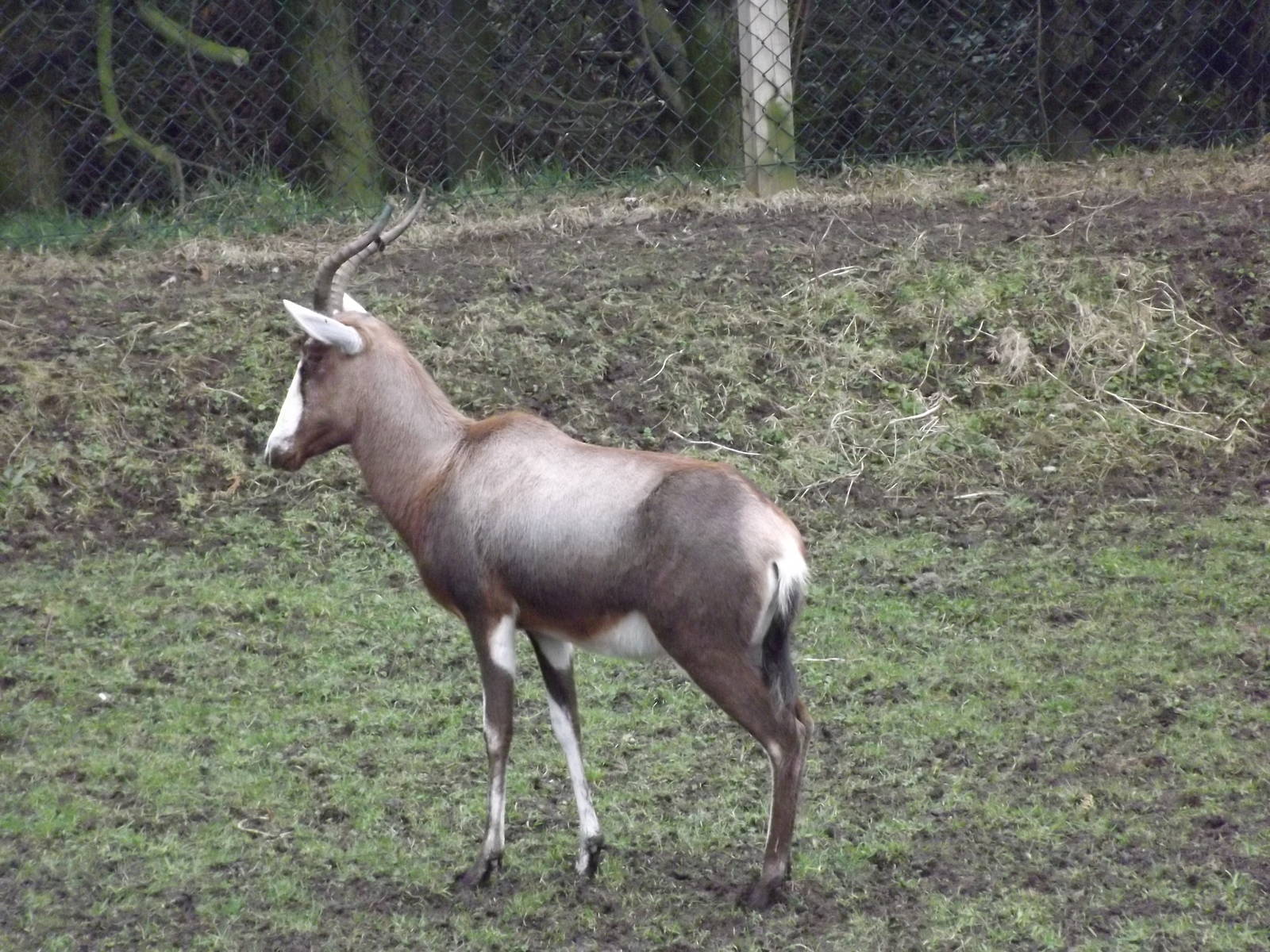 Blesbok at Blackpool Zoo 26/02/12