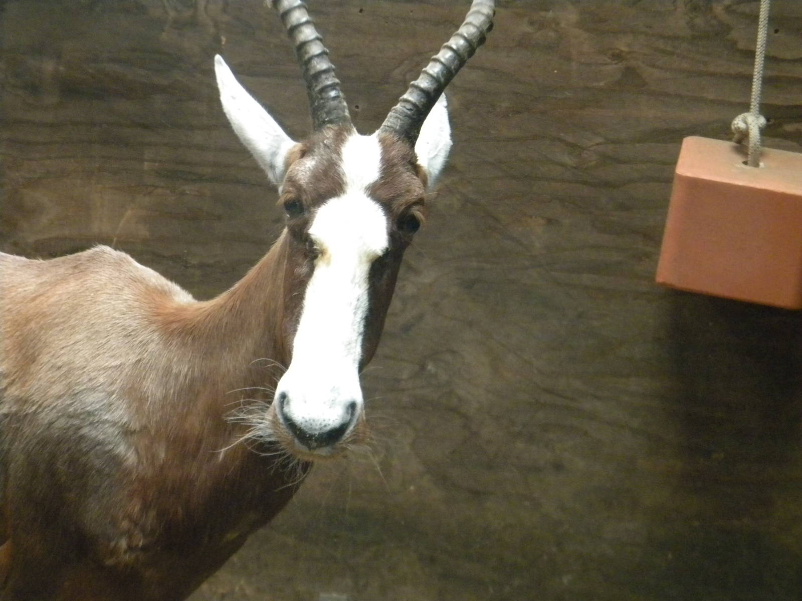 Blesbok at Blackpool Zoo 28th May 2011