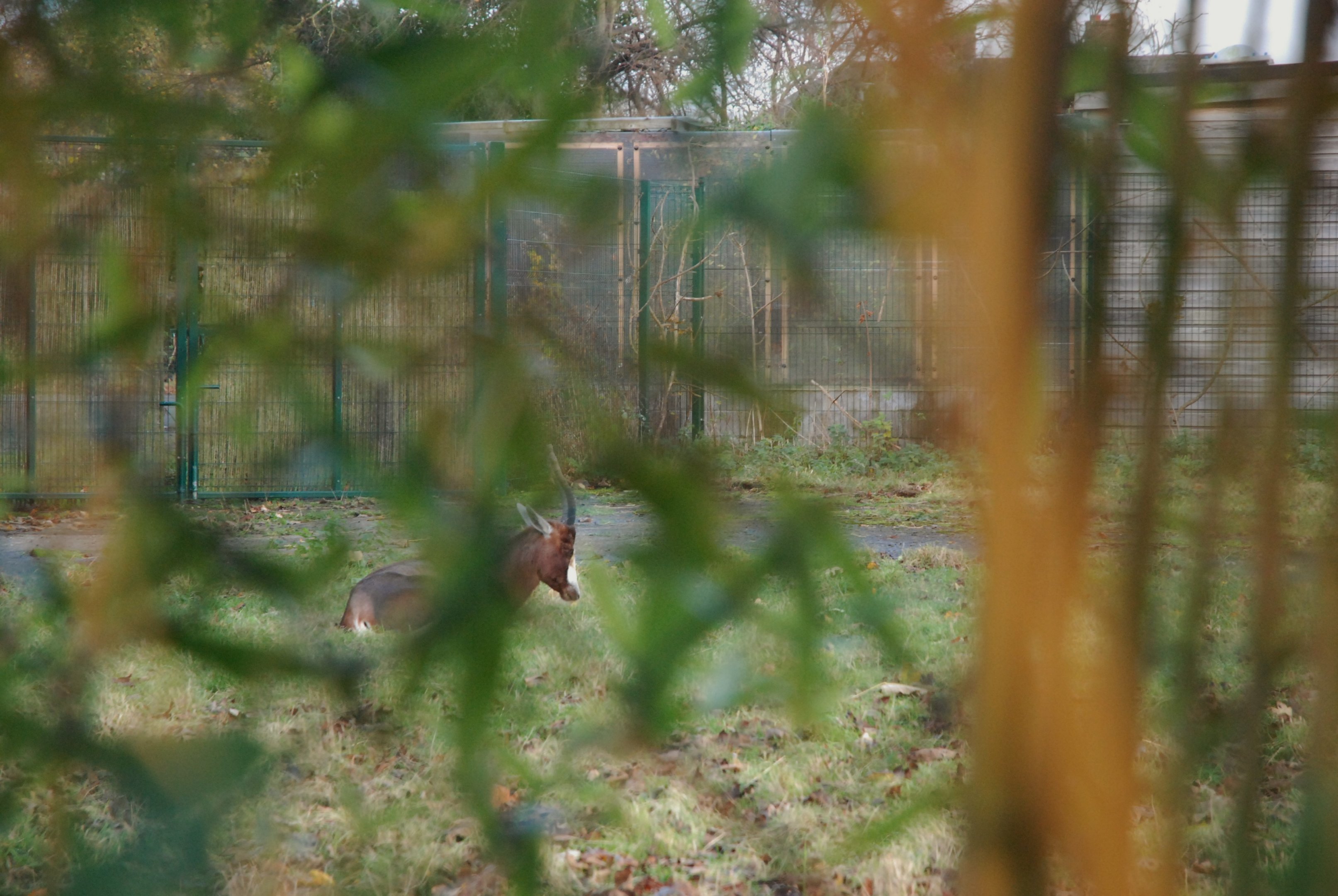 Blesbok at Chester, 26th November 2021