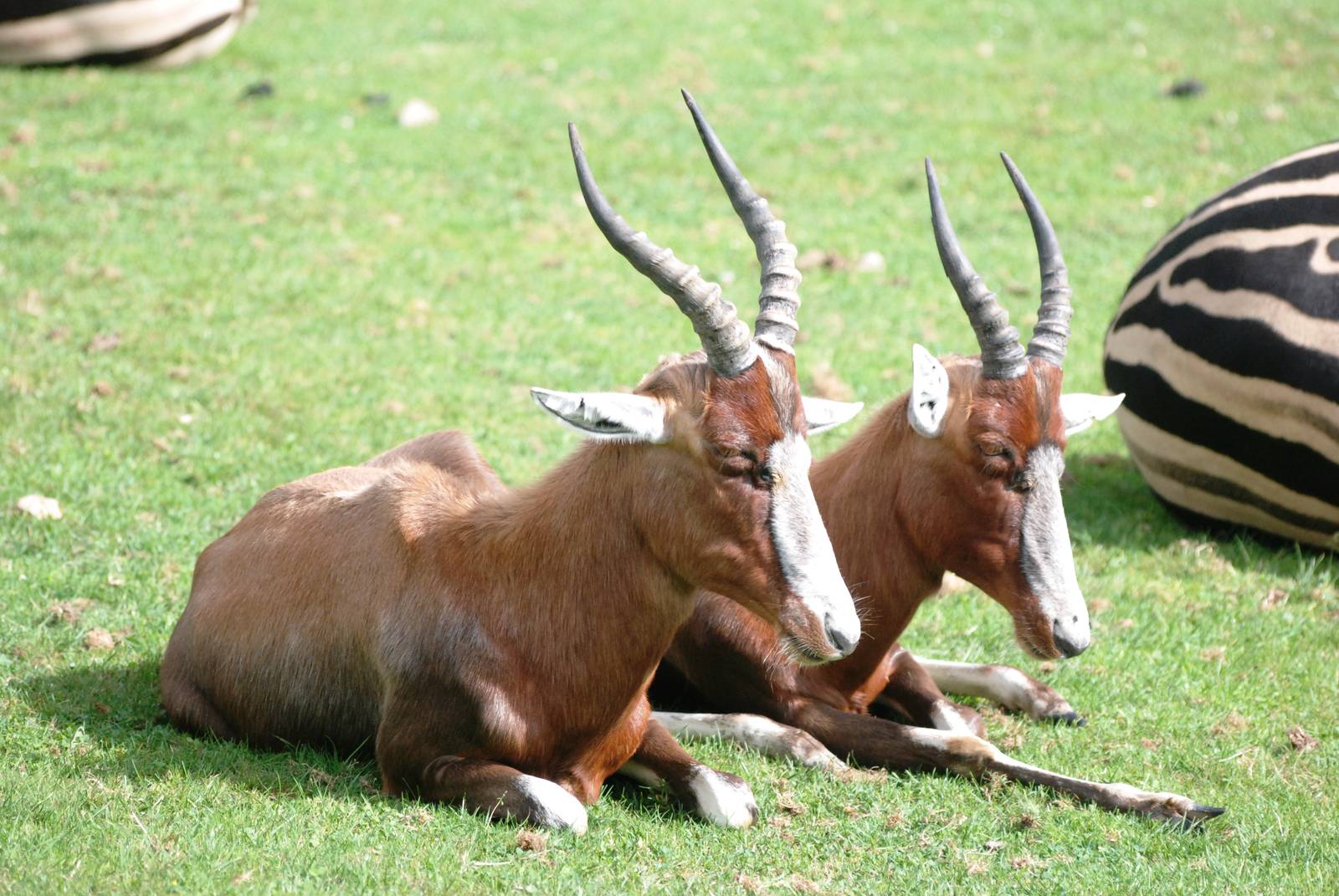 Blesbok at Dvur Kralove, 27/08/12