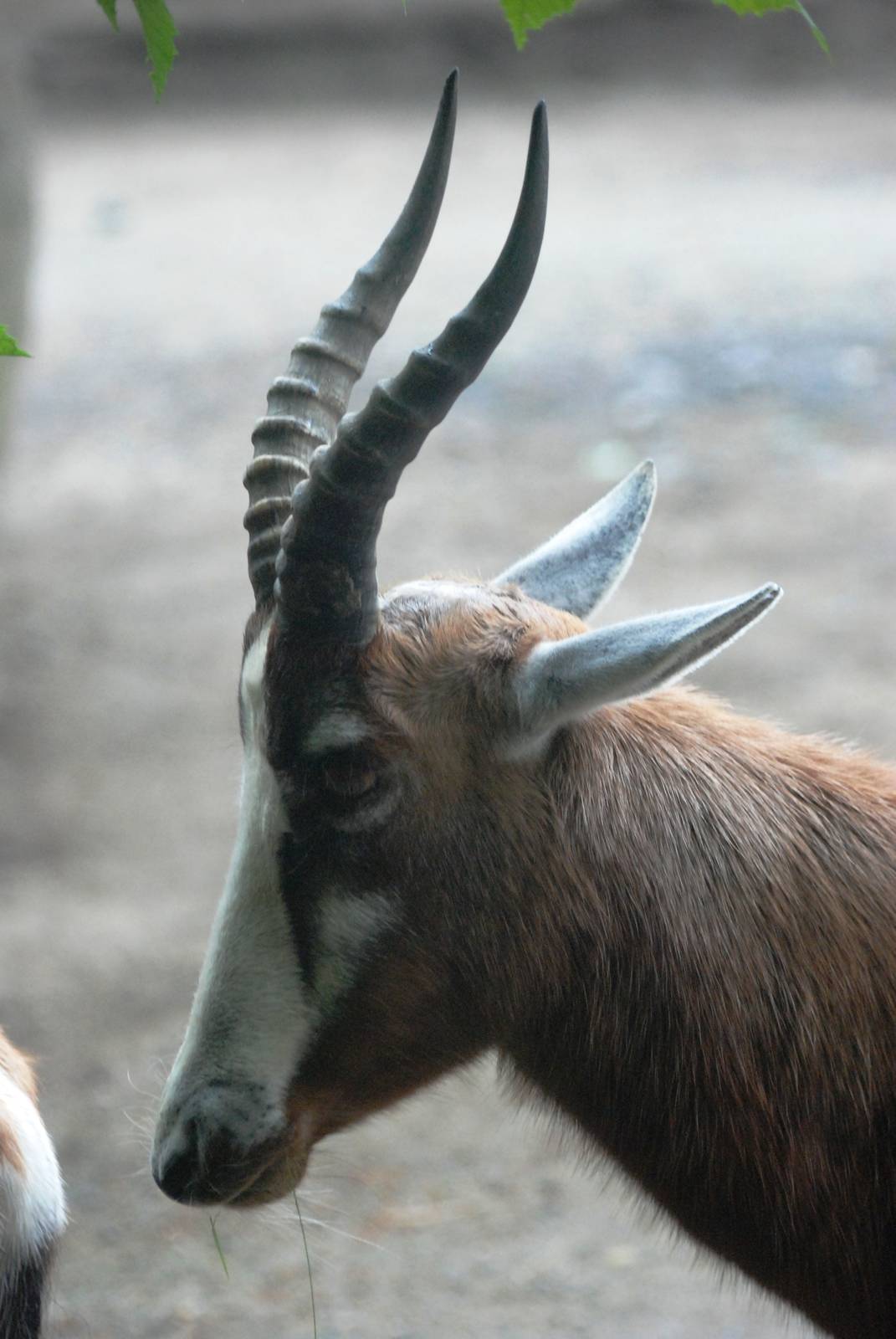 Blesbok at Osnabrück, 03/06/12