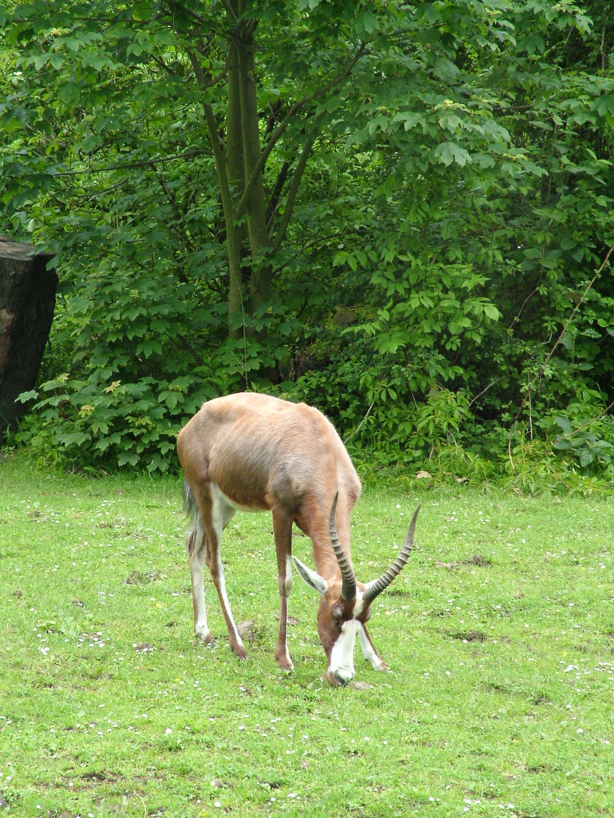 Blesbok at Ostrava, 29/05/10