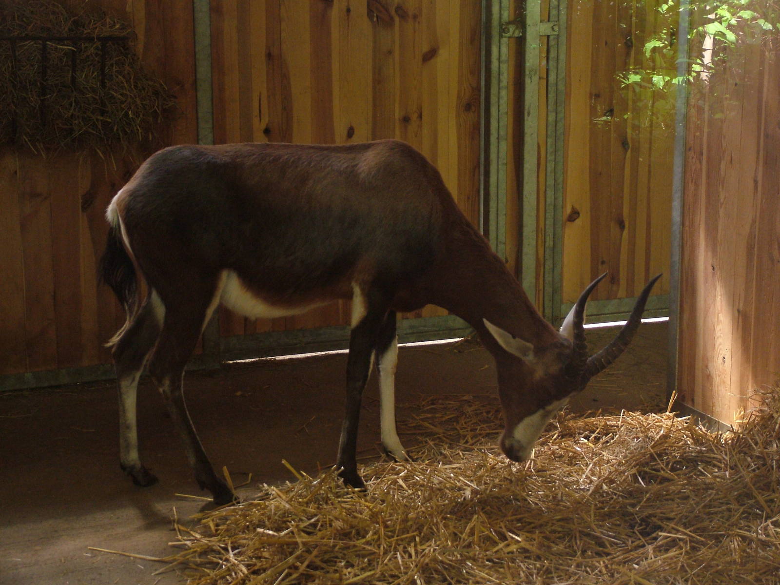 Blesbok at Plzen, 25/05/10