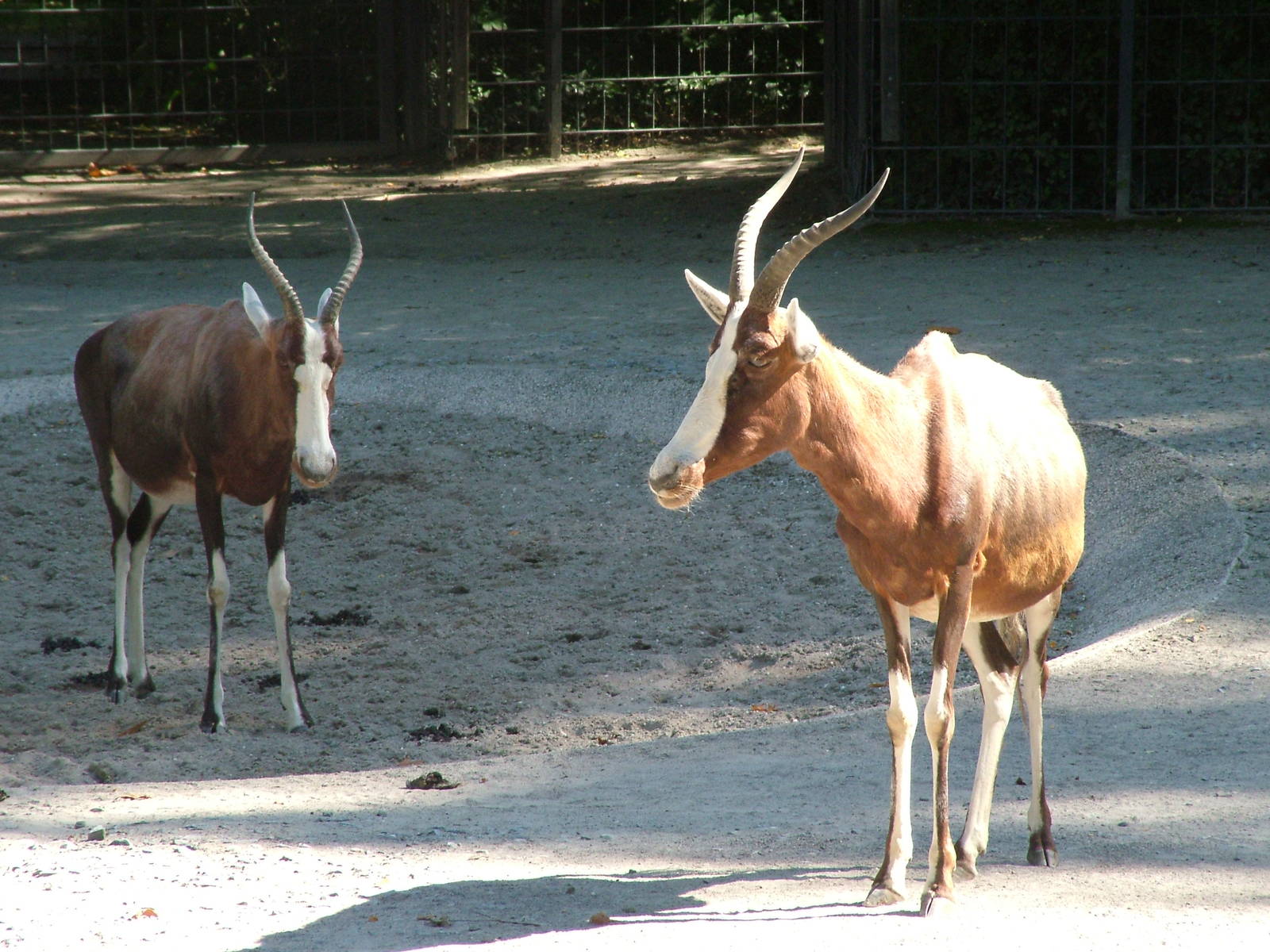 Blesbok at Wilhelma, Stuttgart 08/09/06