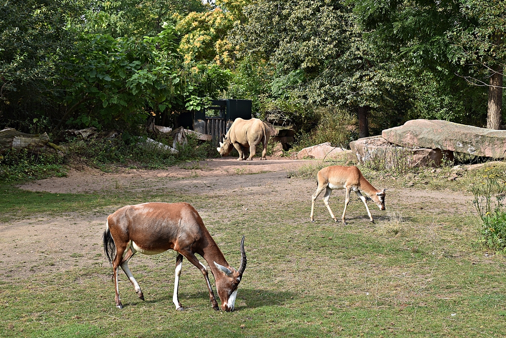 blesbok & Black rhinoceros