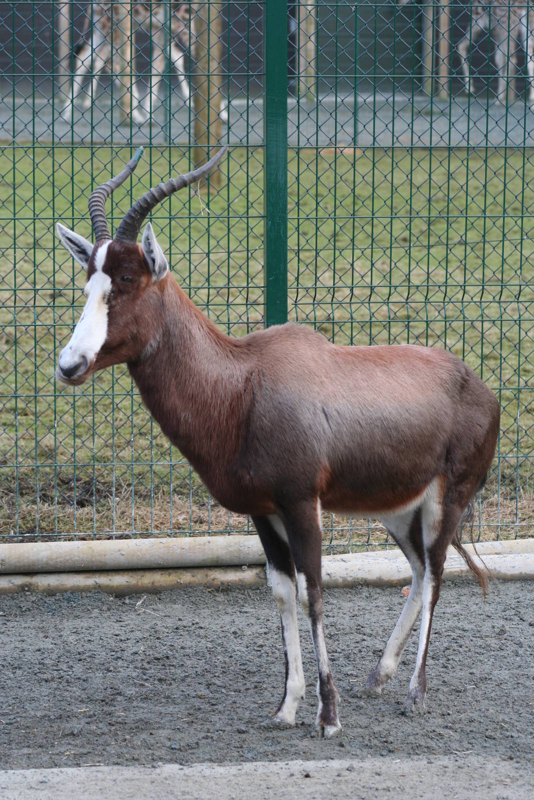 Blesbok @ Blackpool; 13.02.10