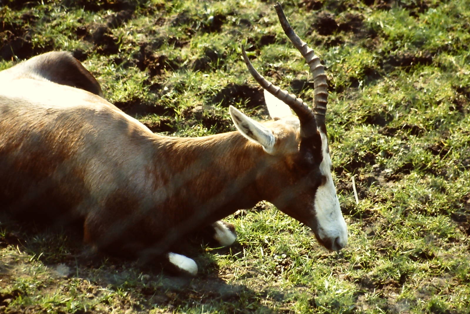 Blesbok Blackpool Zoo 24 March 2012