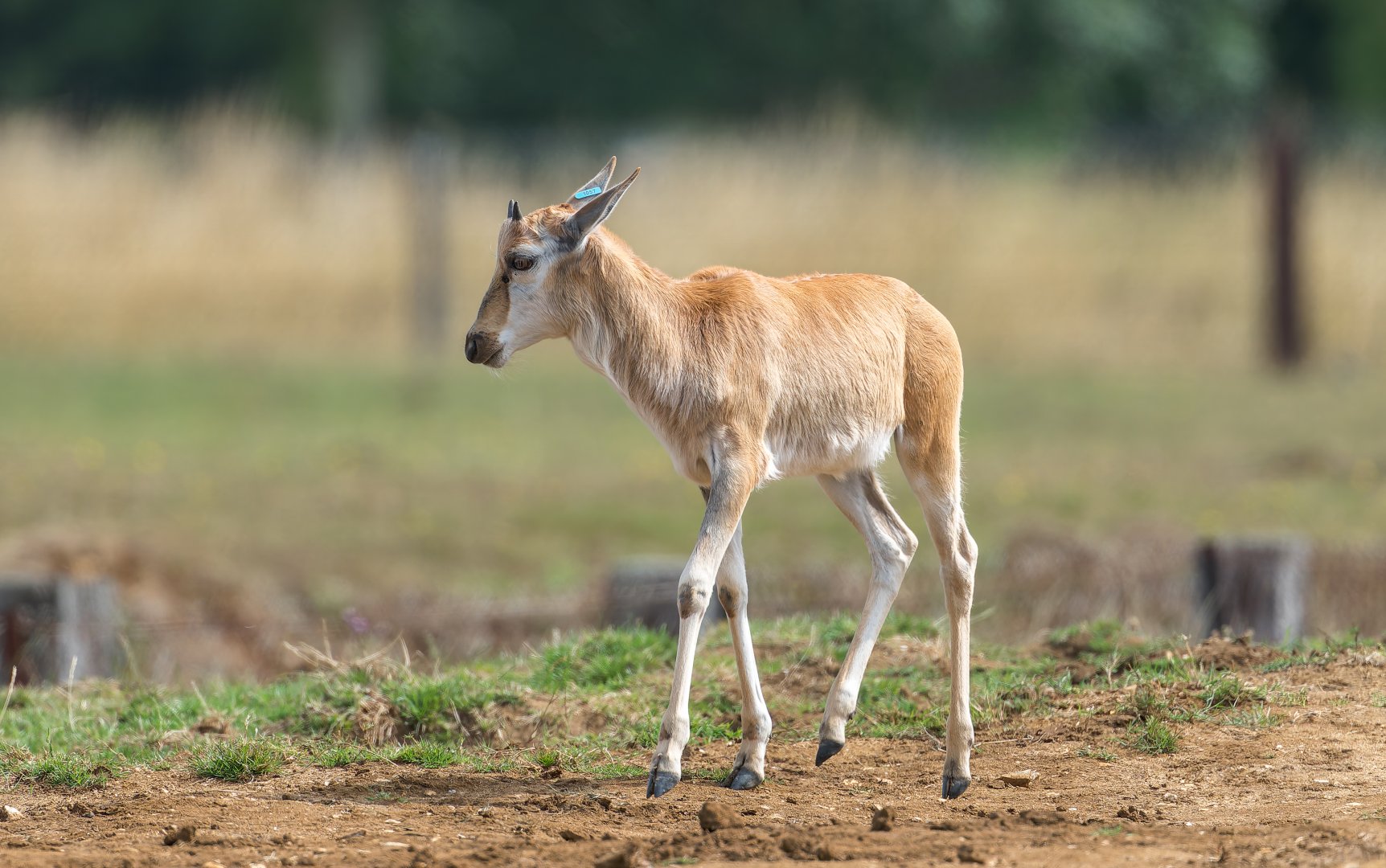 Blesbok calf, ZSL Whipsnade, UK