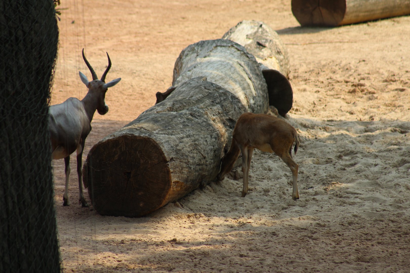 Blesbok Calf