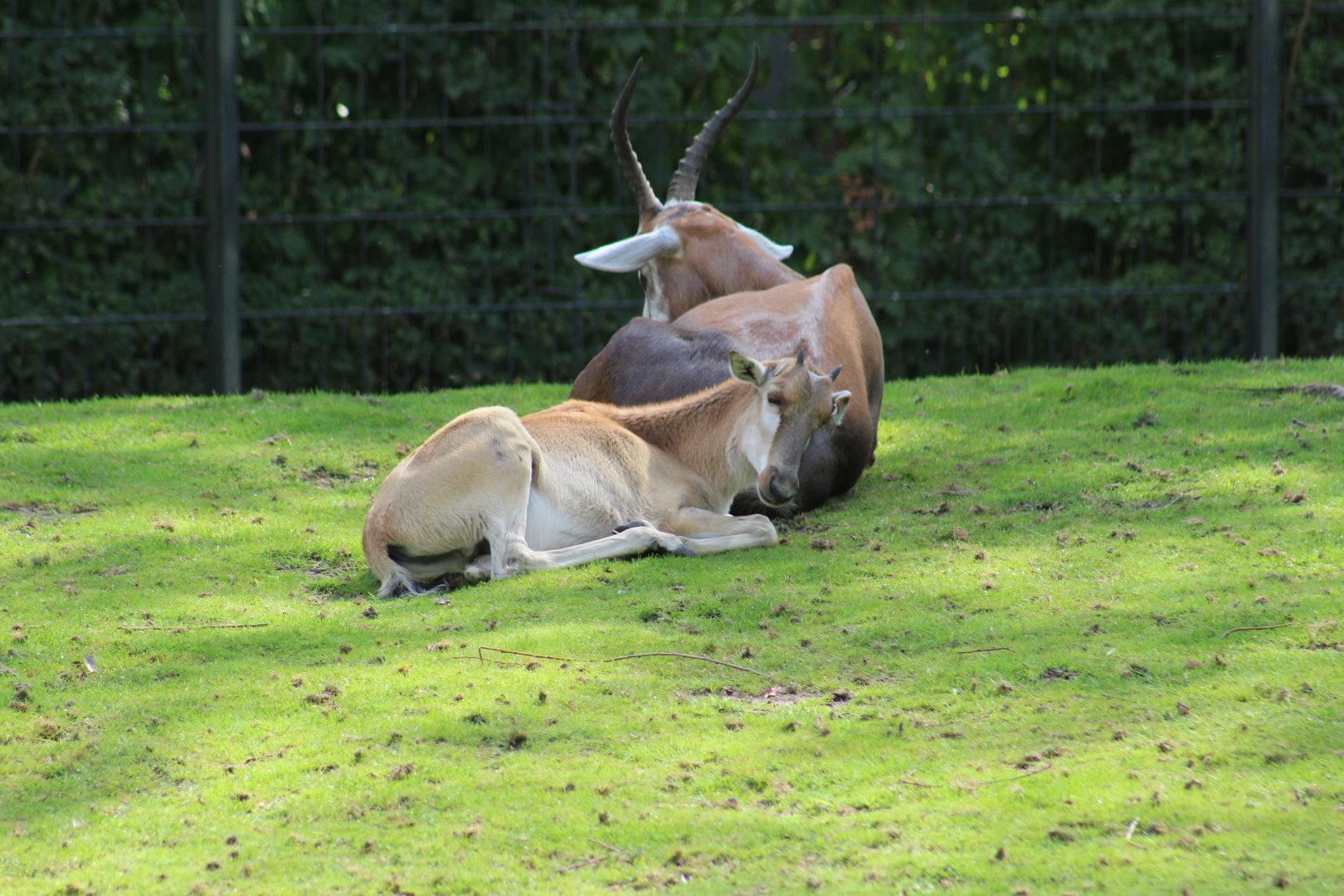 Blesbok Calf