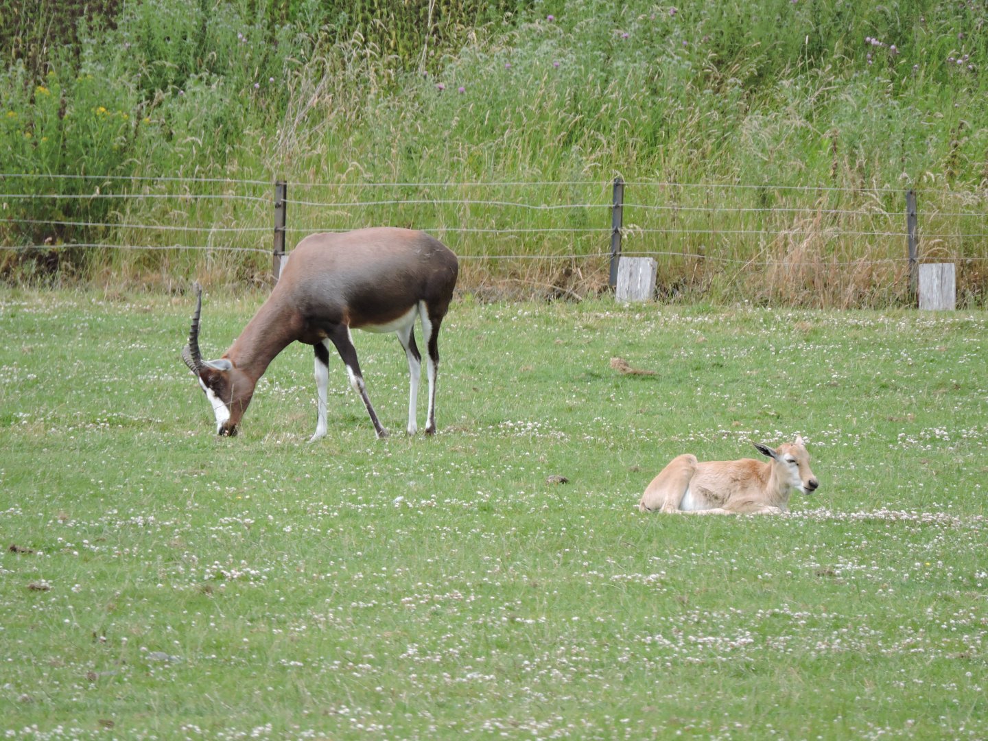 Blesbok & Calf