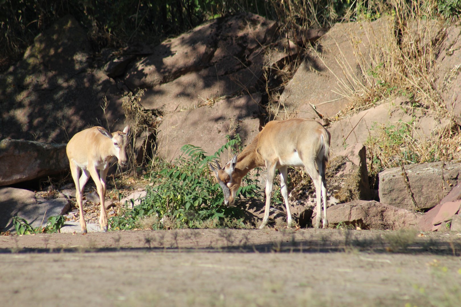 Blesbok Calves