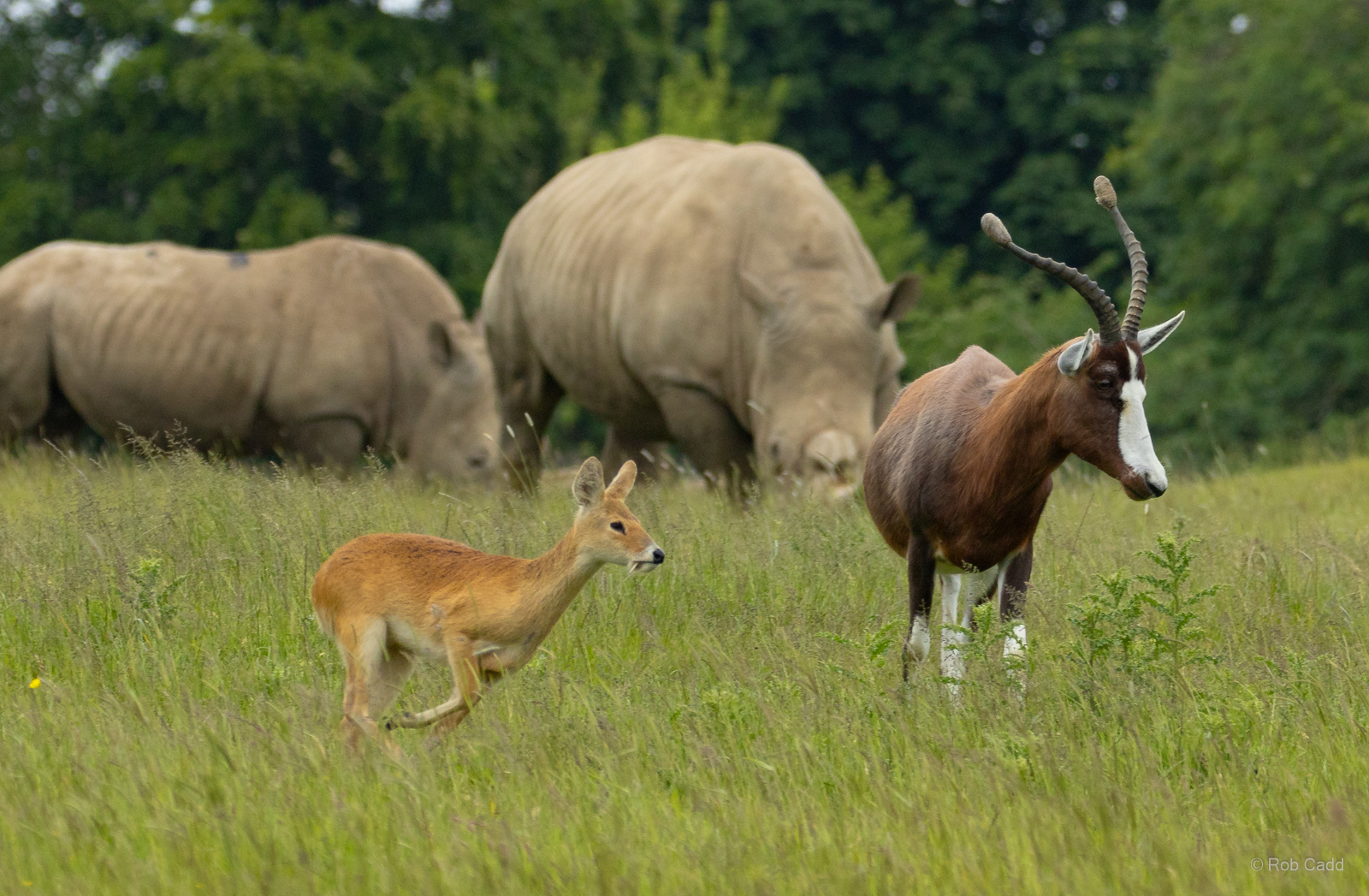 Blesbok; Chinese water deer; Southern white rhinoceros : Whipsnade : 09 Jun 2024