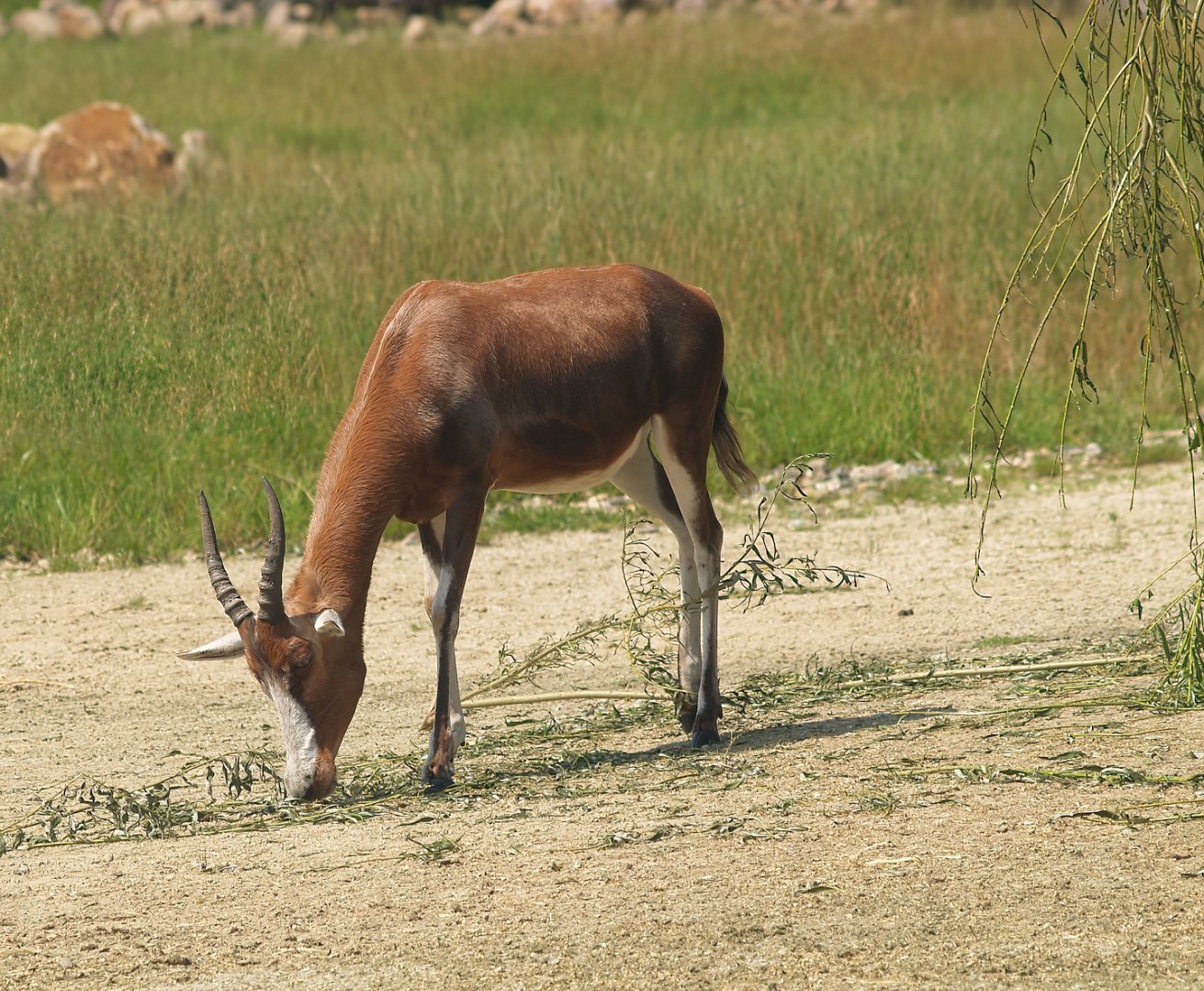 Blesbok (Damaliscus pygargus phillipsi), 2007-07-15