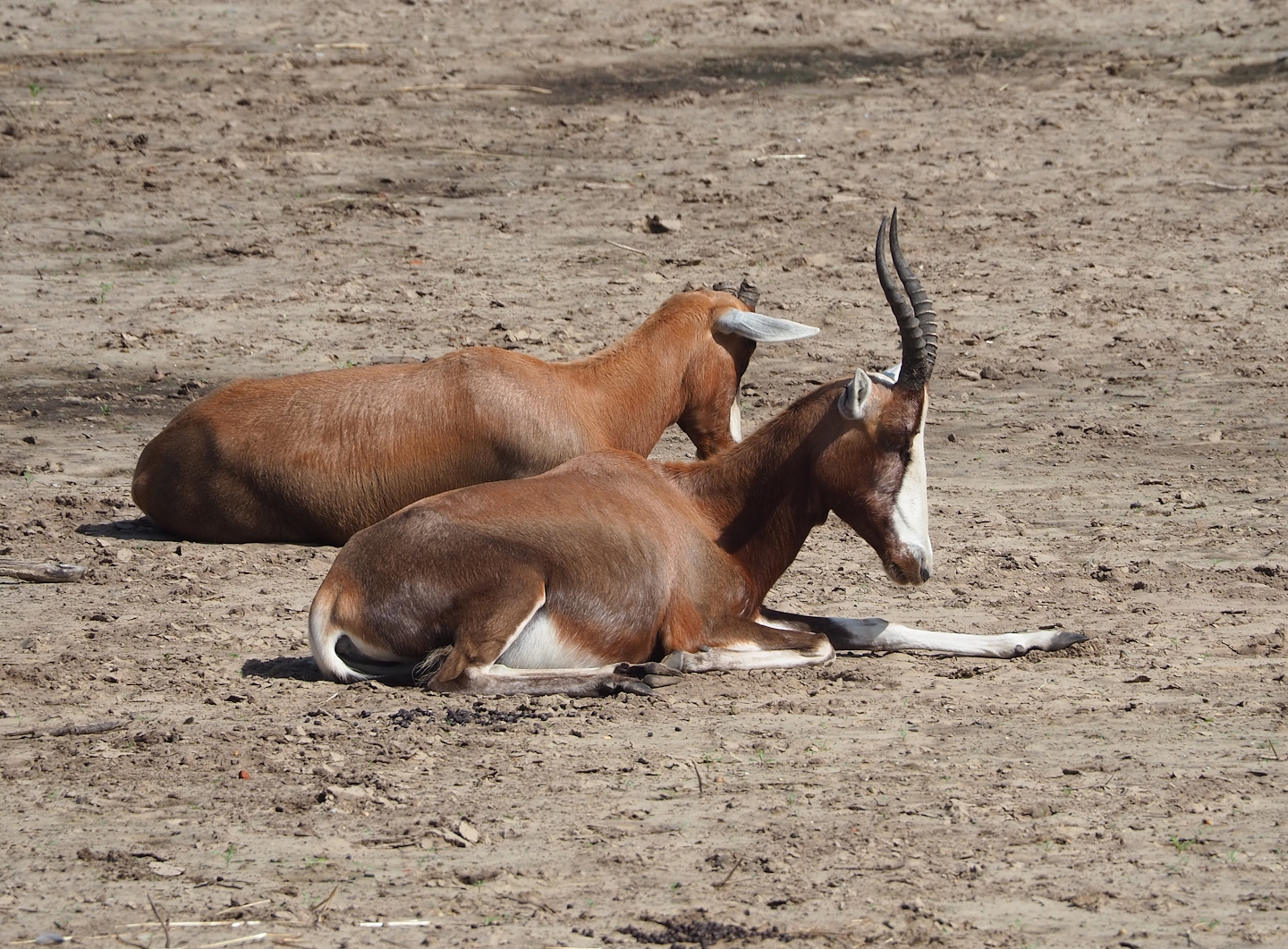 Blesbok (Damaliscus pygargus phillipsi), 2023-08-15