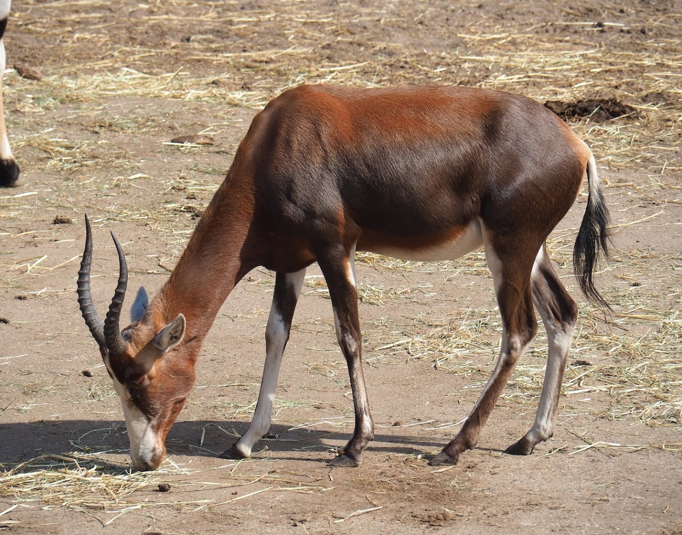 Blesbok (Damaliscus pygargus phillipsi), 2023-08-15