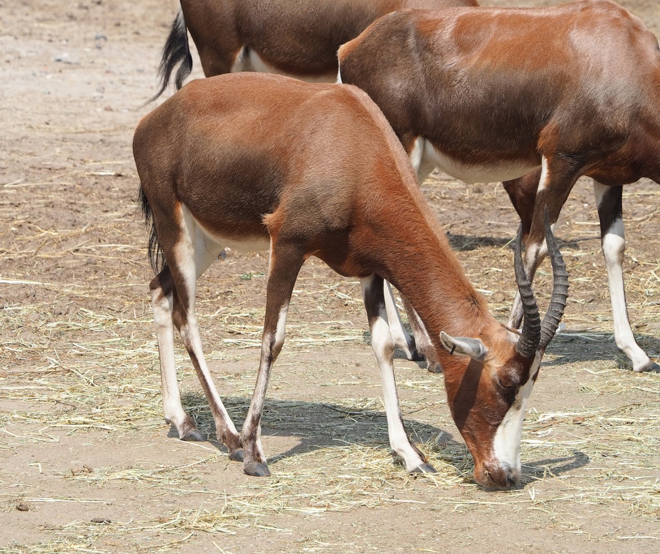 Blesbok (Damaliscus pygargus phillipsi), 2023-08-15
