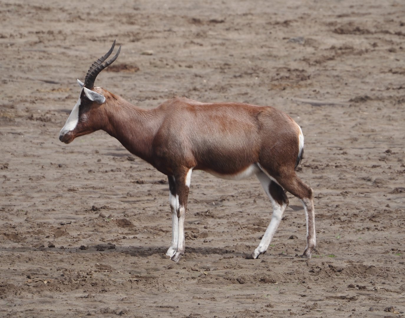 Blesbok (Damaliscus pygargus phillipsi), 2024-04-06