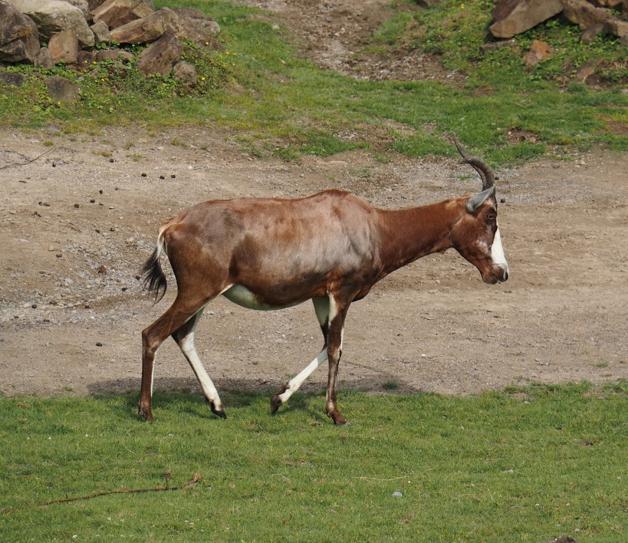 Blesbok (Damaliscus pygargus phillipsi), 2024-08-05