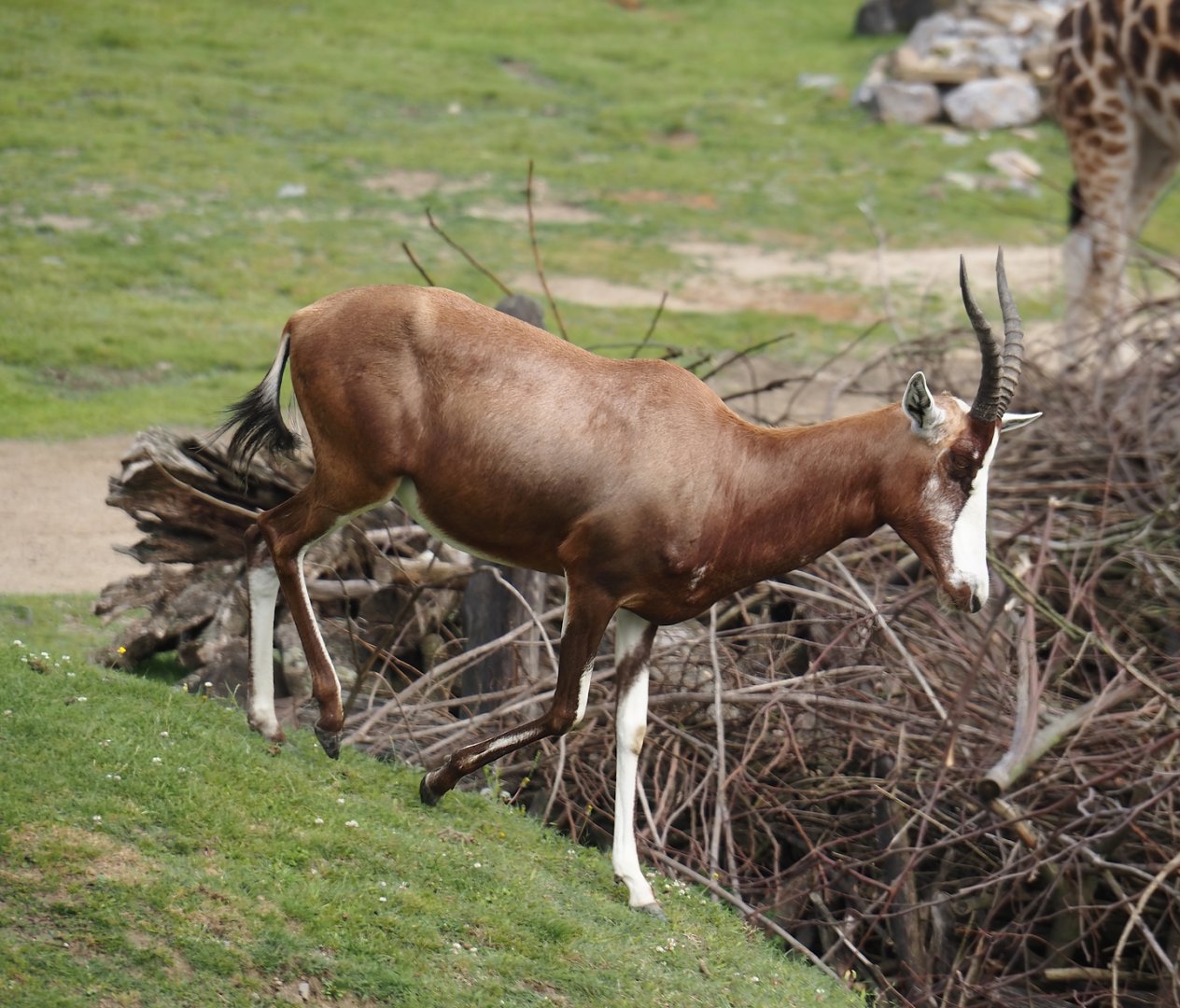 Blesbok (Damaliscus pygargus phillipsi), 2024-08-05