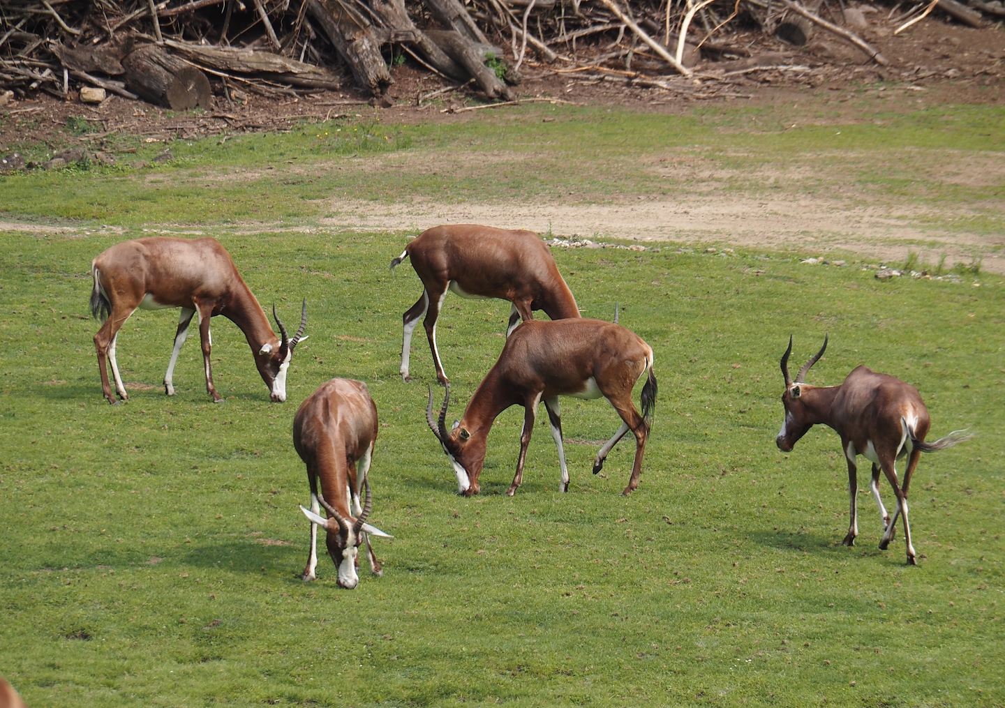 Blesbok (Damaliscus pygargus phillipsi), 2024-08-05