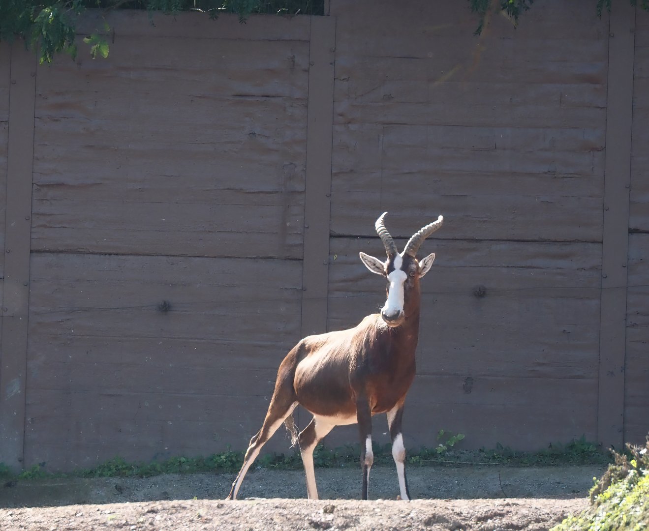 Blesbok (Damaliscus pygargus phillipsi), 2024-09-17