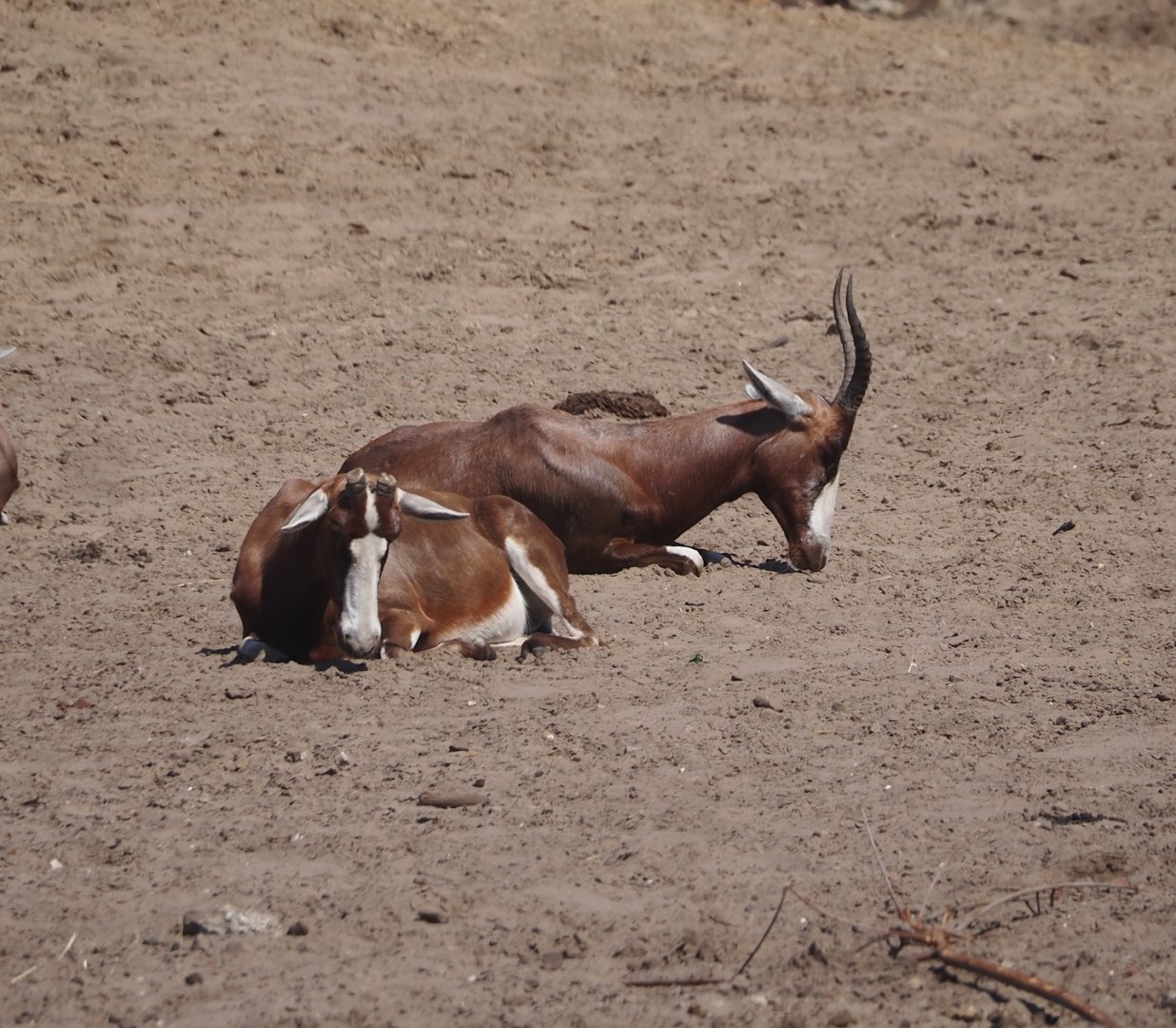 Blesbok (Damaliscus pygargus phillipsi), 2025-04-30