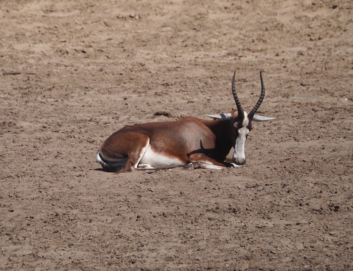 Blesbok (Damaliscus pygargus phillipsi), 2025-04-30