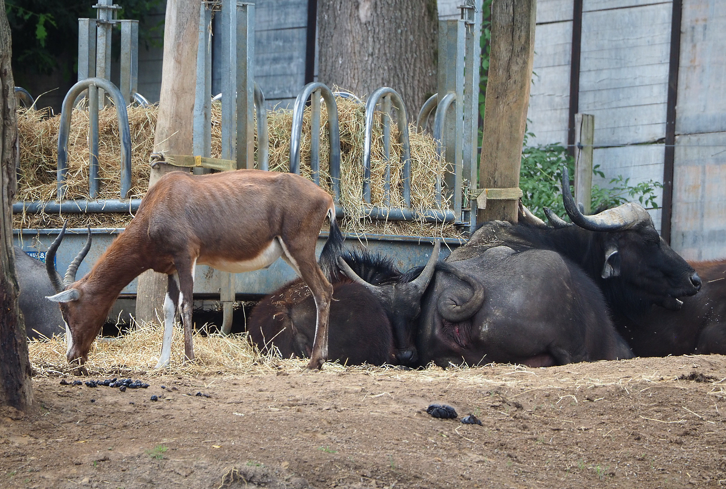 Blesbok (Damaliscus pygargus phillipsi) and Cape buffaloes (Syncerus caffer caffer), 2022-06-28