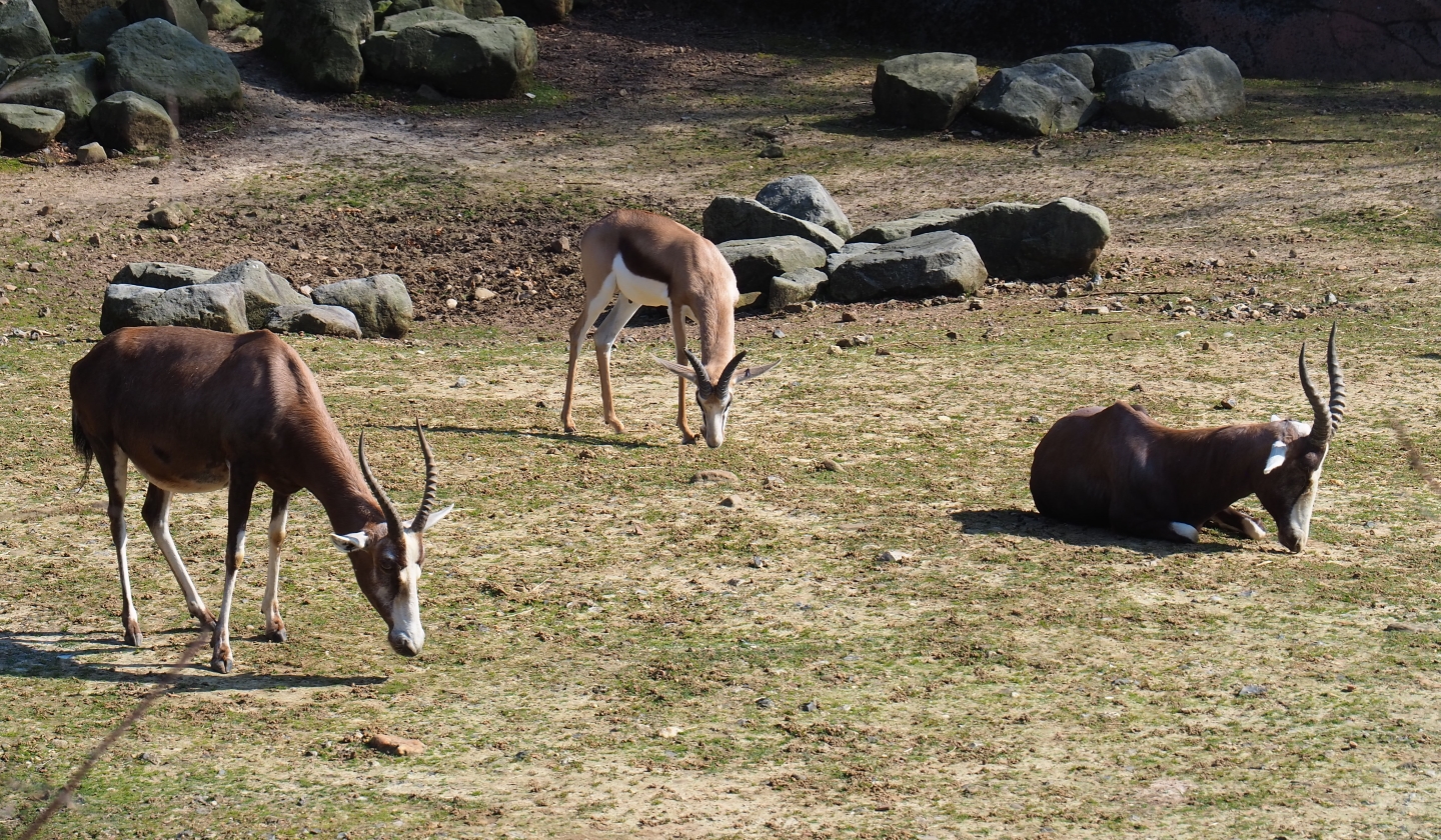Blesbok (Damaliscus pygargus phillipsi) and Springbok (Antidorcas marsupialis), 2019-03-30