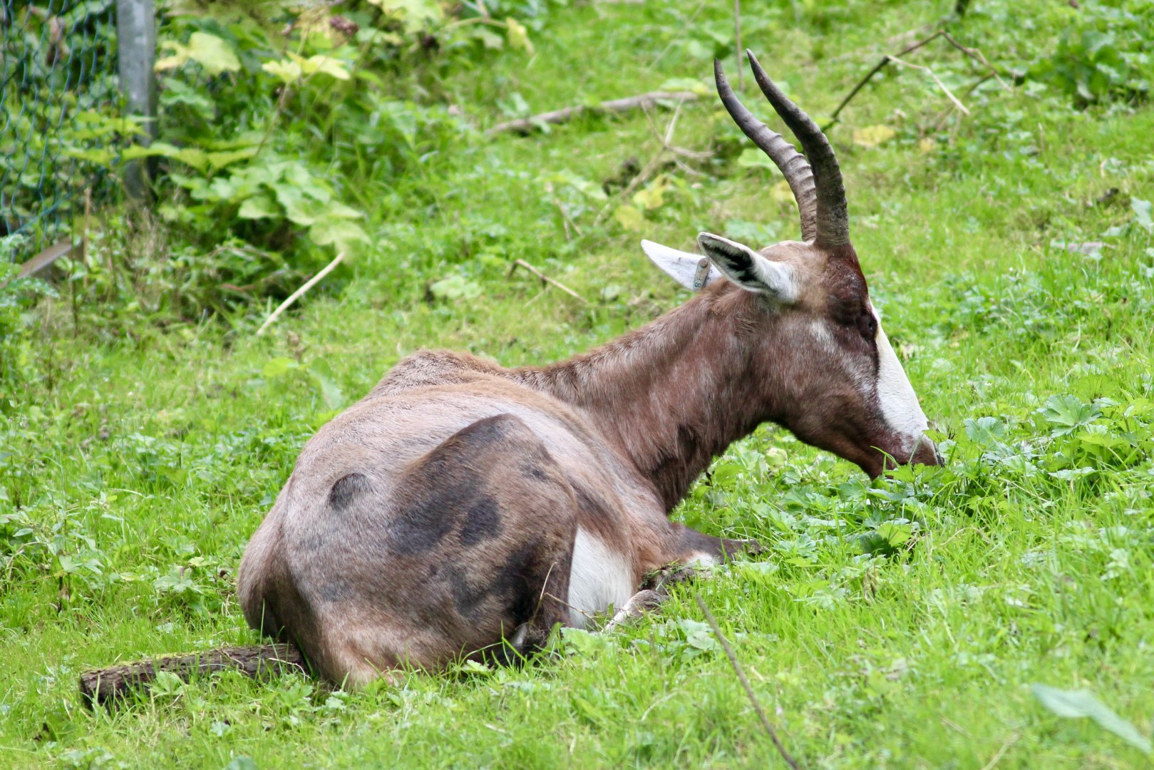 Blesbok (Damaliscus pygargus phillipsi) - August 2024