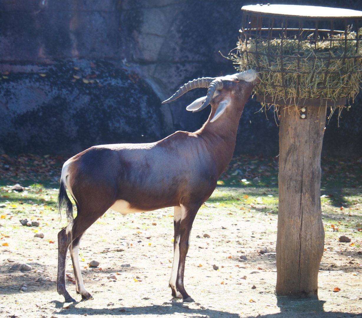 Blesbok (Damaliscus pygargus phillipsi), Oct 13th, 2018