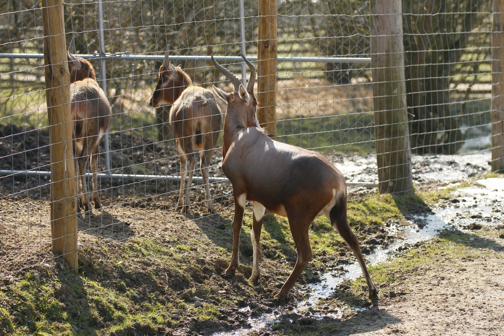 Blesbok (Damaliscus pygargus phillipsi)