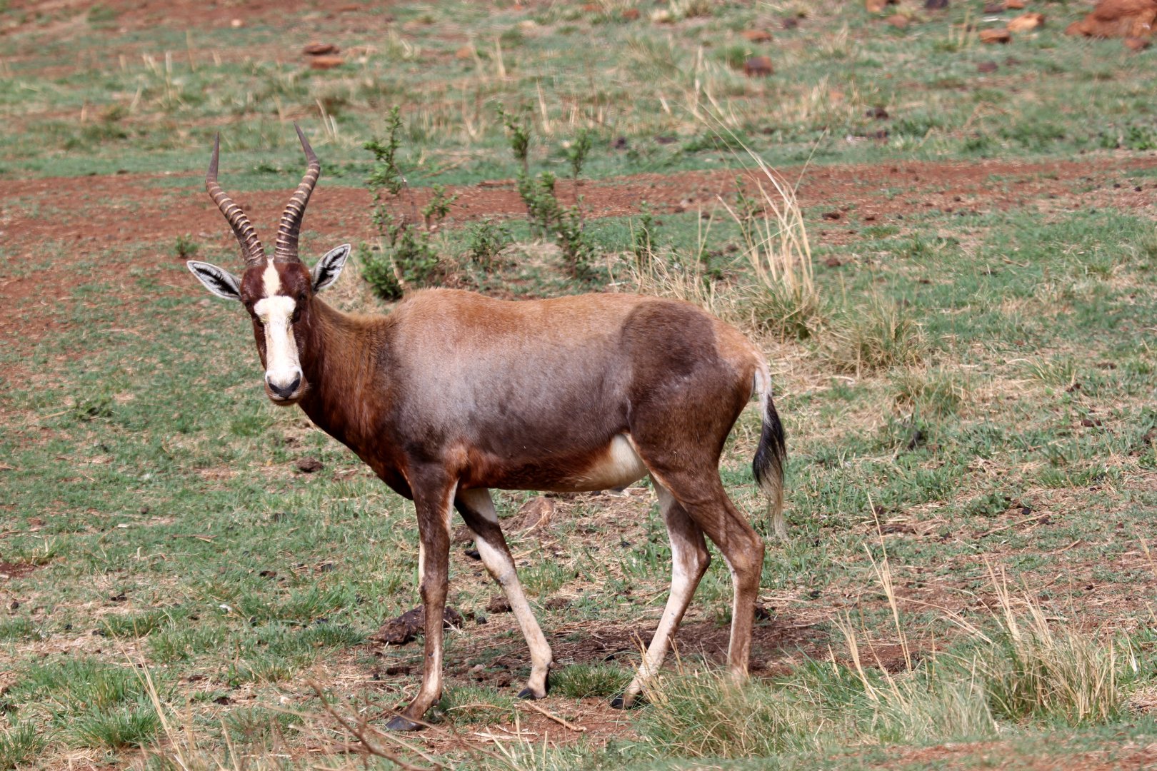 blesbok (Damaliscus pygargus phillipsi)