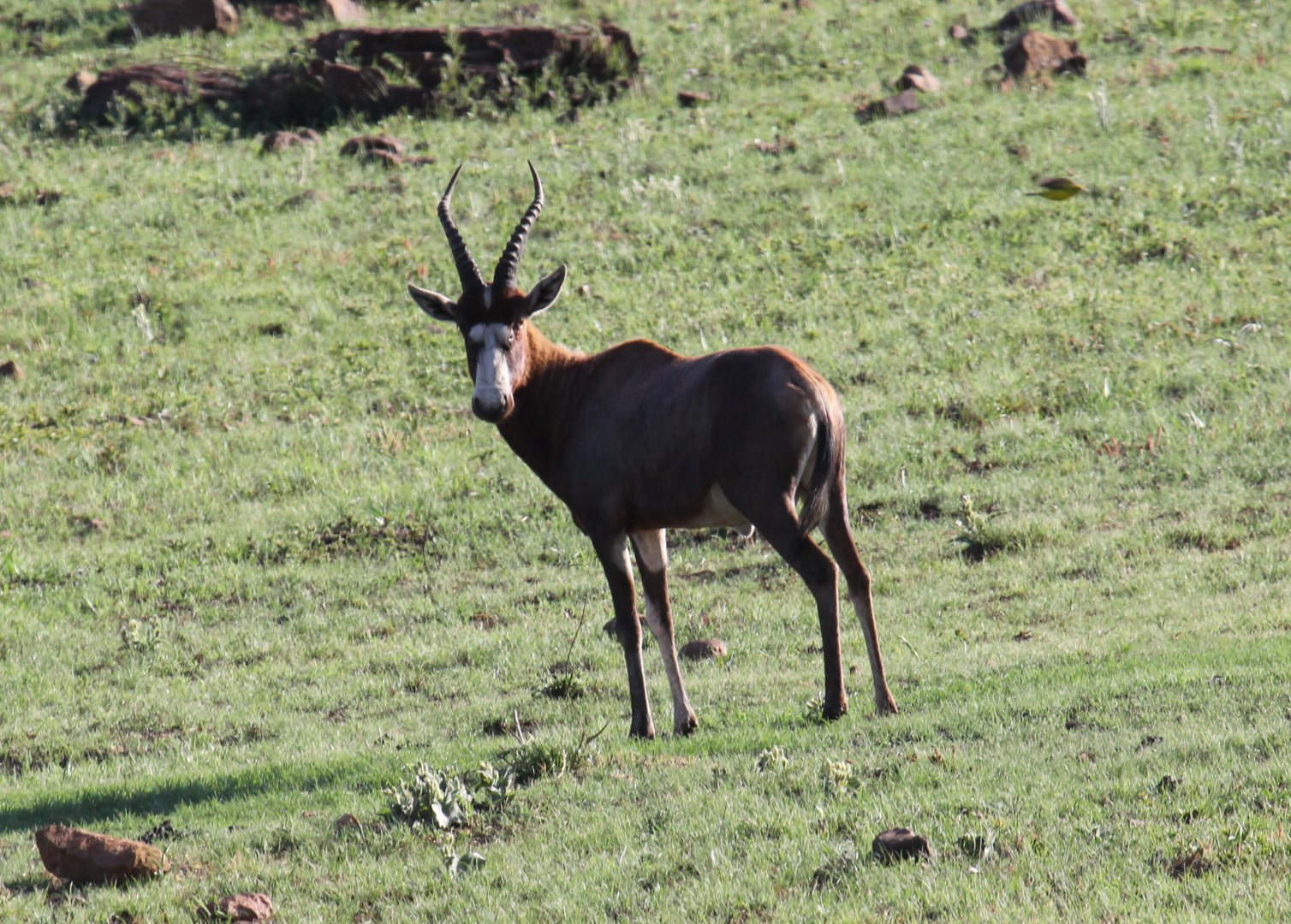 Blesbok (Damaliscus pygargus phillipsi)