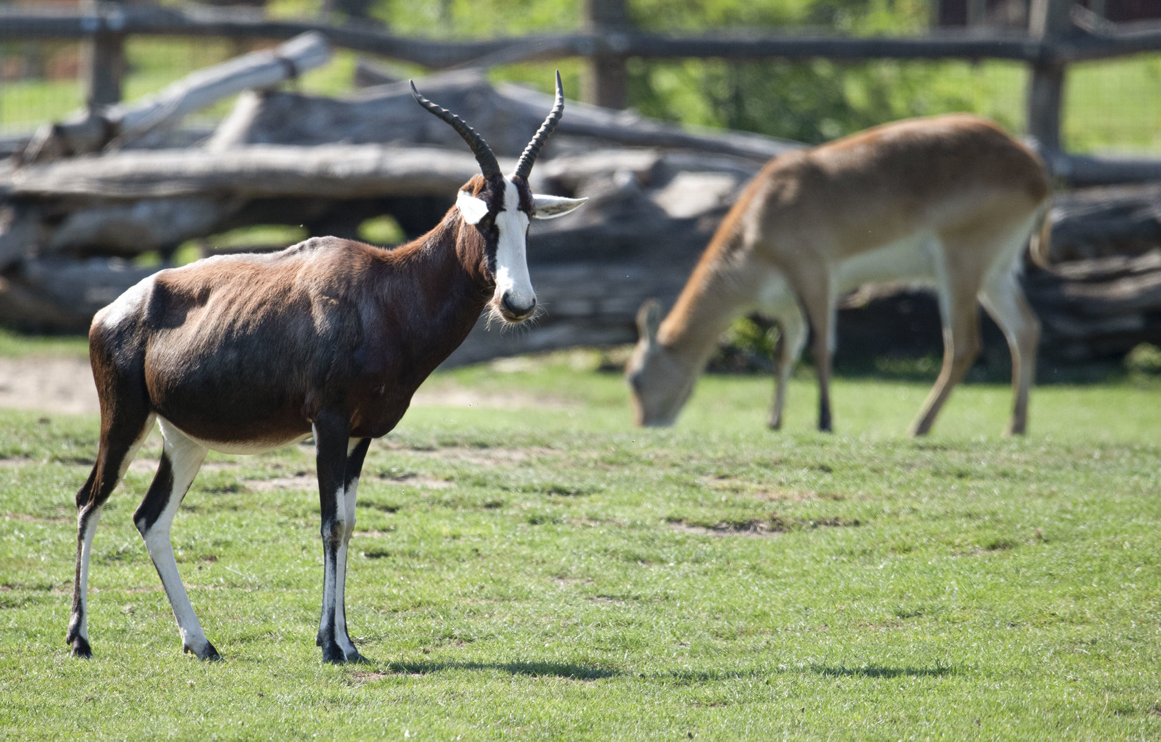 Blesbok (Damaliscus pygargus phillipsi)