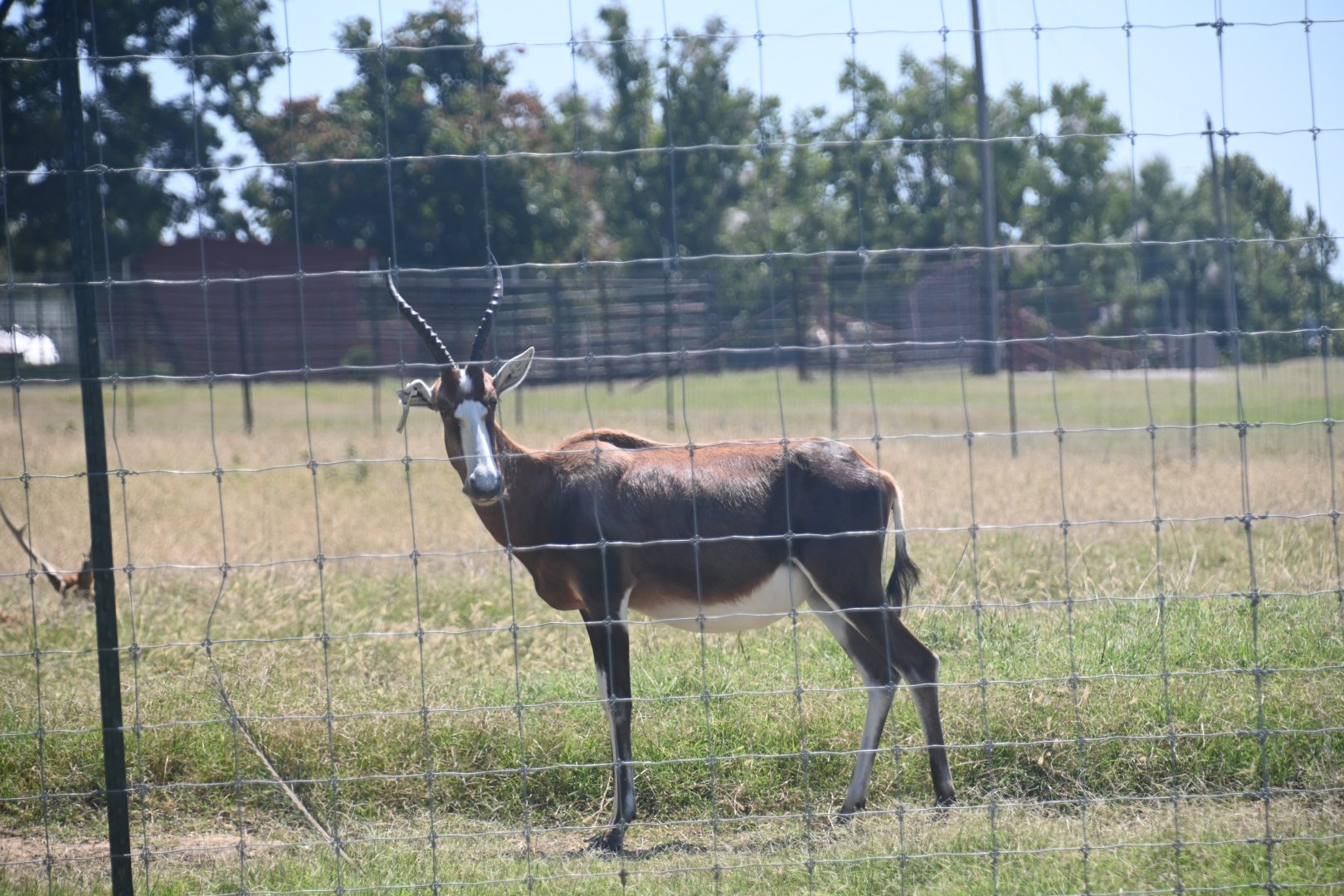 Blesbok (Damaliscus pygargus phillipsi)