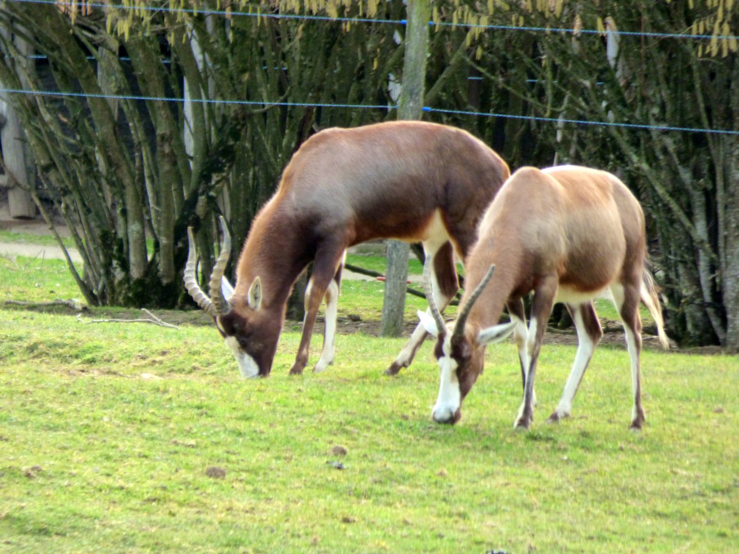 Blesbok (Damaliscus pygargus phillipsi)