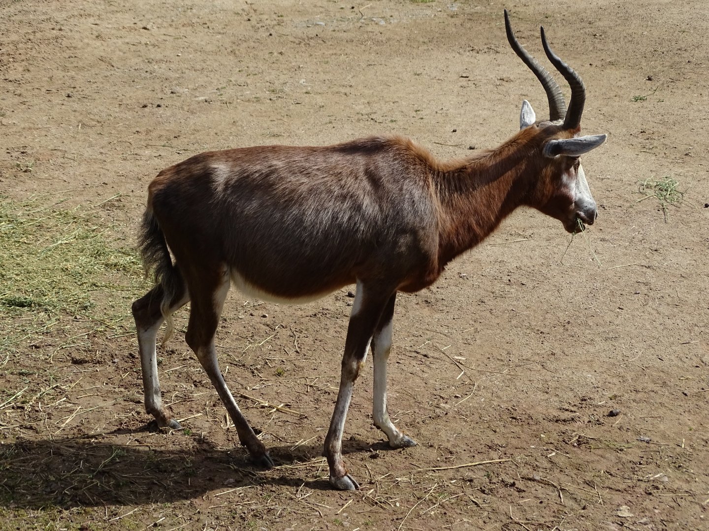 Blesbok (Damaliscus pygargus phillipsi)